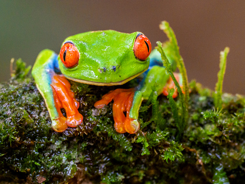 The red-eyed tree frog (Agalychnis callidryas) - an arboreal hylid native to Neotropical rainforests where it ranges from Mexico, through Central America, to Colombia.