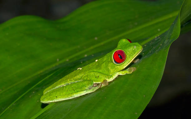 Red-eyed tree frog sitting on a big leaf stock photo