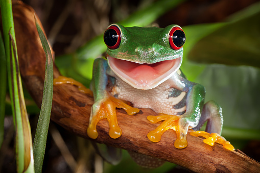 Red-eyed tree frog sitting on the branch and smiling