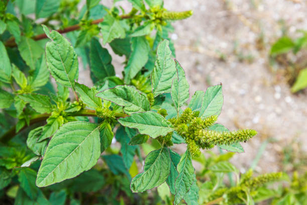 Red-root or pigweed amaranth stock photo