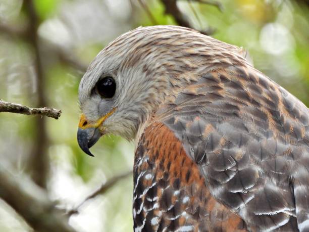 Red-shouldered Hawk (Buteo lineatus) - portrait stock photo