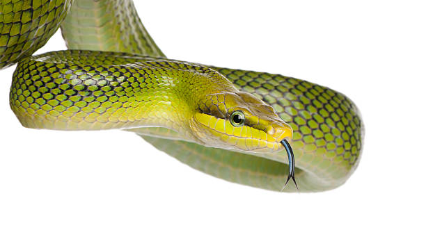 Red-tailed Green Ratsnake  snake with its tongue out stock pictures, royalty-free photos & images