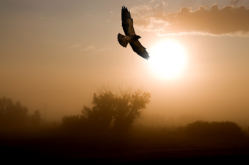 Bald eagle on sunset sky background double exposure illustration
