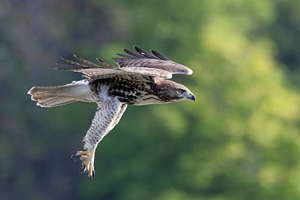 Red-tailed Hawk Dive stock photo