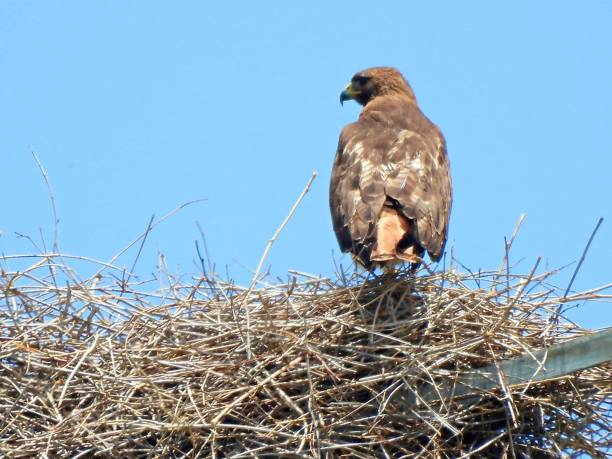 Red-tailed Hawk (Buteo jamaicensis) in a nest stock photo