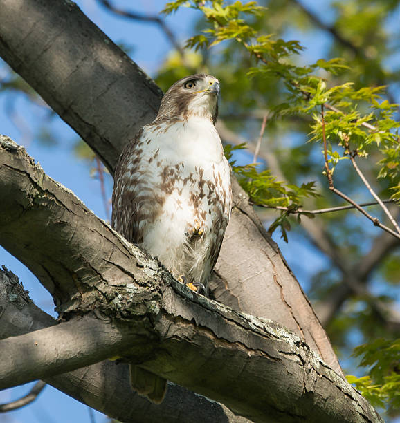 Red-tailed hawk (Red-tailed hawk) stock photo