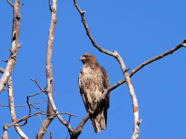 A Red-tailed Hawk Sitting on Branch stock photo