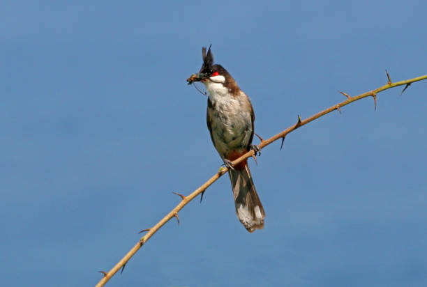 Red-whiskered Bulbul stock photo