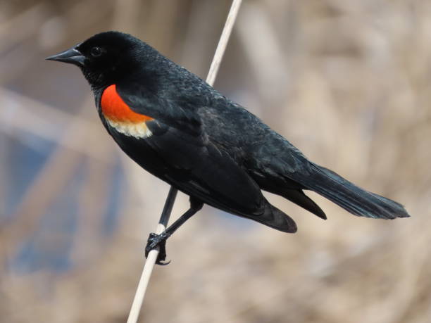 Photo of Red-winged Blackbird closeup
