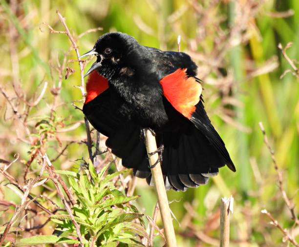 Red-winged Blackbird (Agelaius phoeniceus) male singing stock photo
