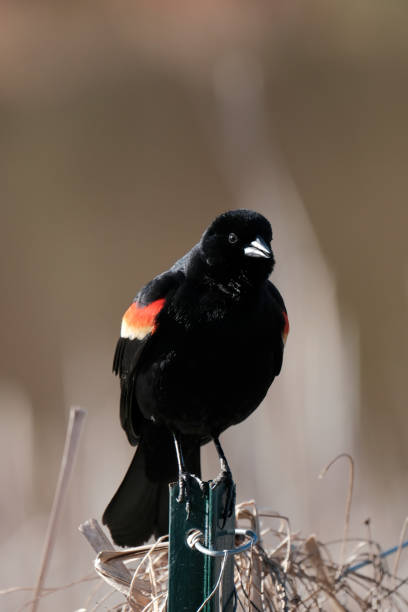 Red-Winged Blackbird stock photo