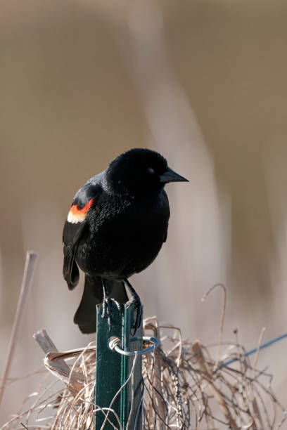 Red-Winged Blackbird stock photo