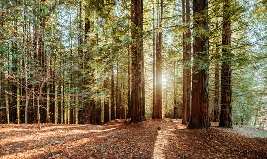 A panoramic view of a redwood forest with sun rays coming from it.