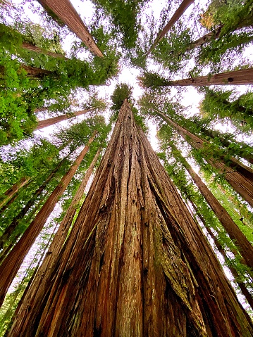 Redwood trees tower above the forest floor in the national and state parks of Northern California.