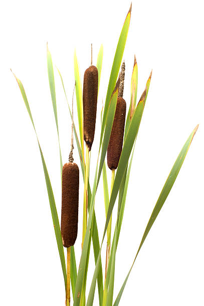 Reed mace. Reed it is isolated on a white background. cattail stock pictures, royalty-free photos & images