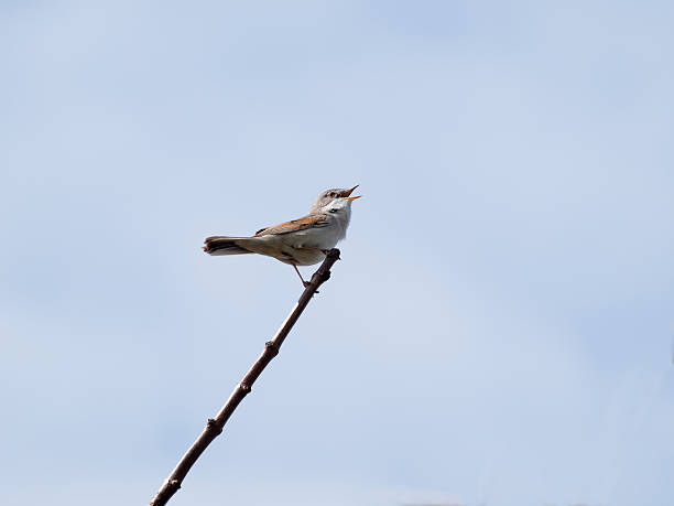 Reed Warbler Acrocephalus scirpaceus perched on a twig stock photo