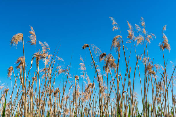 Reed with blue sky stock photo