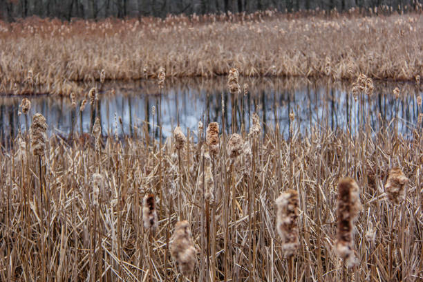 Reeds and water at the Great Swamp New Jersey stock photo