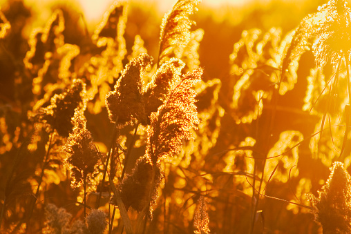 Reeds at sunset in October , backlit