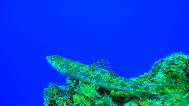 Reef Lizardfish in deep thoughts on a coral, Curacao stock photo