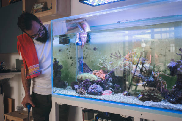 Reef Tank Maintenance Bearded man cleaning reef tank. siphon stock pictures, royalty-free photos & images