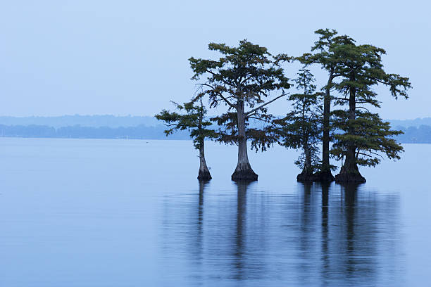 reelfoot lake with trees in water - bald cypress tree stockfoto's en -beelden