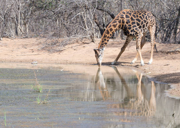Reflection in the water of a drinking giraffe in South Africa stock photo