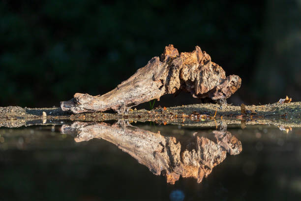 Reflection of tree branch on forest pond stock photo