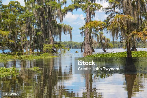 istock Reflections in a Louisiana Swamp 1341849829