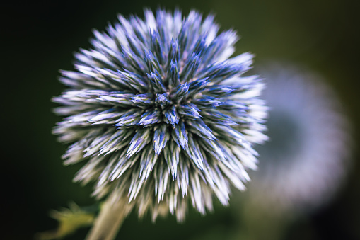 Macro shot of a blue ball thistle with reflection of another one in the bokeh background