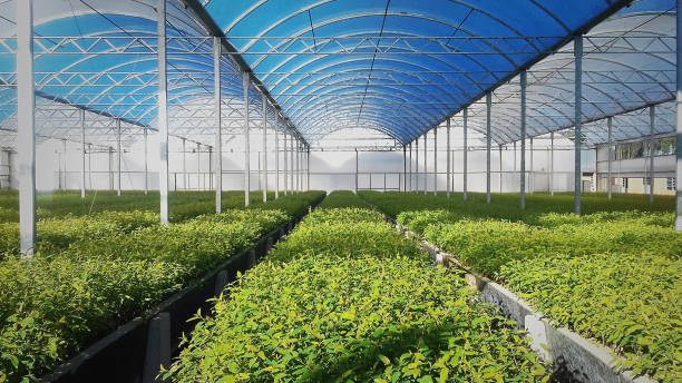 Reforestation eucalyptus in the greenhouse growing Reforestation eucalyptus in the greenhouse growing greenhouse stock pictures, royalty-free photos & images