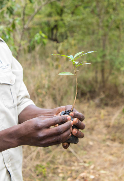 Reforestation in Africa. Hands hold new growth plant. Trees against global warming stock photo