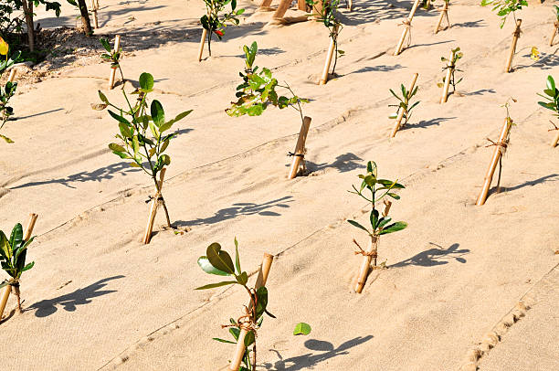 Reforestation Fresh planted trees on a reforestation project. The earth is covered by cloth to prevent erosion. afforestation stock pictures, royalty-free photos & images