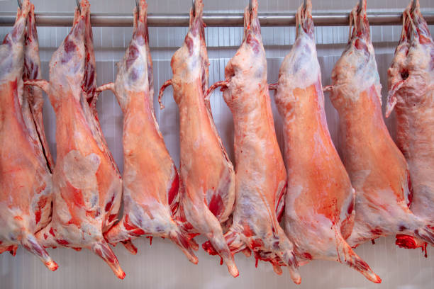Refrigerated warehouse, hanging hooks of frozen lamb carcasses. Halal cut. Refrigerated warehouse, hanging hooks of frozen lamb carcasses. Halal cut. dead animal stock pictures, royalty-free photos & images