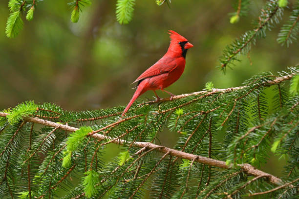 Regal cardinal in evergreen stock photo