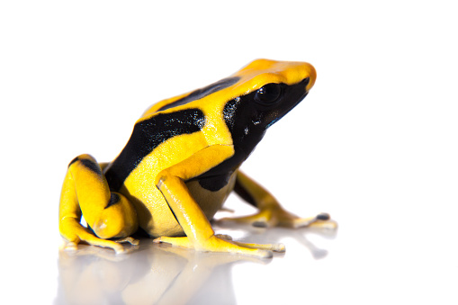 Regina Dyeing Poison Dart Frogling Dendrobates Tinctorius On White Stock Photo - Download Image Now - iStock