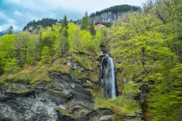 Reichenbach Waterfall. The Reichenbach Falls are a waterfall cascade of seven steps on the stream called Rychenbach in the Bernese Oberland region of Switzerland Reichenbach Waterfall. The Reichenbach Falls are a waterfall cascade of seven steps on the stream called Rychenbach in the Bernese Oberland region of Switzerland.
Reichenbach Falls is famous as the spectacular waterfall that was the setting for the final showdown between Sir Arthur Conan Doyle's fictional detective Sherlock Holmes and his nemesis Professor Moriarty alpine climate stock pictures, royalty-free photos & images