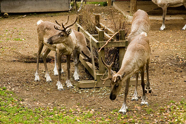 Reindeer Ahtari Reindeer feeding at Ähtäri Zoo Finland animals in captivity stock pictures, royalty-free photos & images