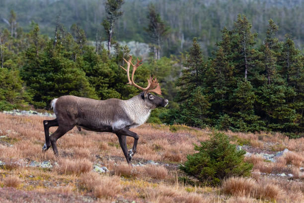Reindeer, caribou, big male running stock photo