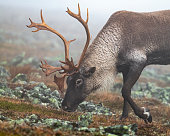 istock Reindeer, caribou, close-up of a male animal 1352155127