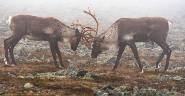 Reindeer, caribou, two male animals fighting stock photo