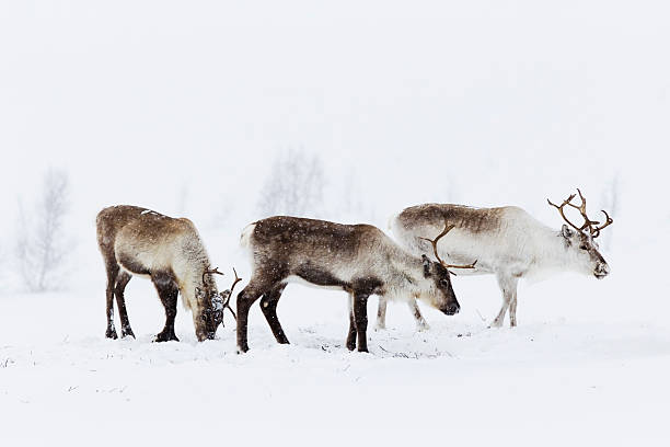 Reindeer Grazing in the Snow stock photo