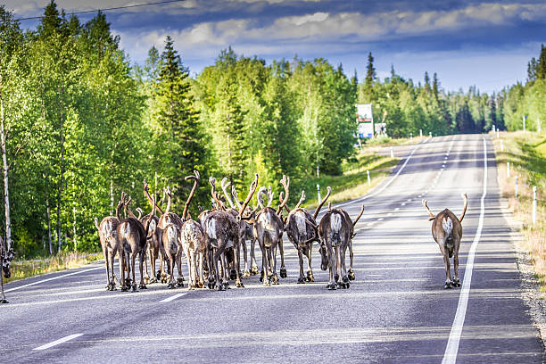 Reindeer in Lapland (FInland) stock photo