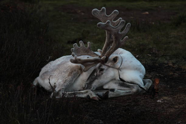 reindeer in nature stock photo