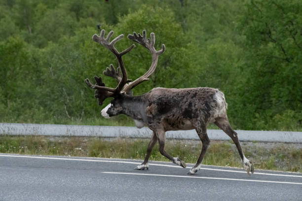 Reindeer male Reindeer male walking on E8 road in Kilpisjärvi, Lapland Finland kilpisjarvi lake stock pictures, royalty-free photos & images
