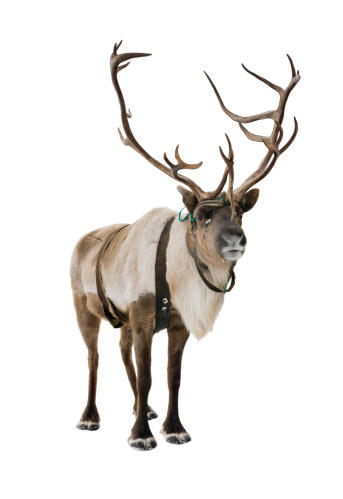 Beautiful brown reindeer isolated on white background