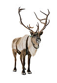 istock Reindeer on white 157742495