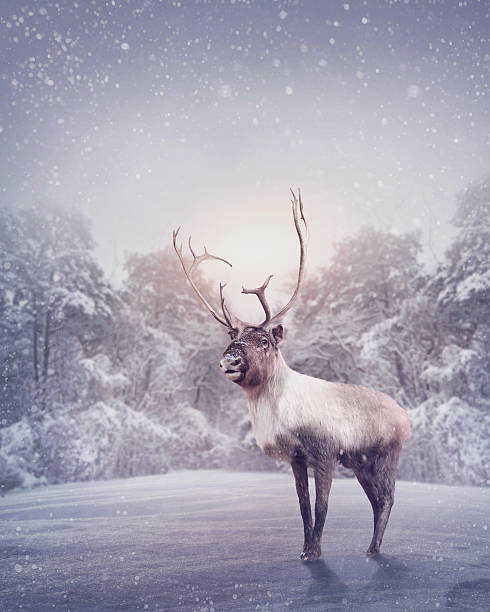 Reindeer Reindeer standing in the snow rudolph the red nosed reindeer stock pictures, royalty-free photos & images