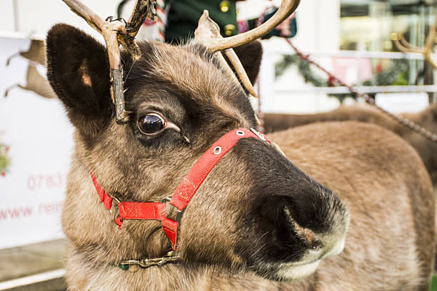 Reindeer  rudolph the red nosed reindeer stock pictures, royalty-free photos & images