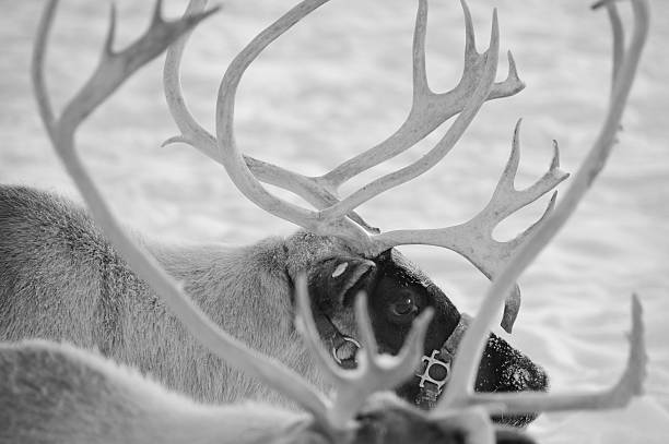 Reindeer Profile stock photo
